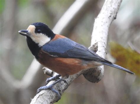 庭 鳥|庭に来る野鳥の名前は？庭にやって来る野鳥たち 